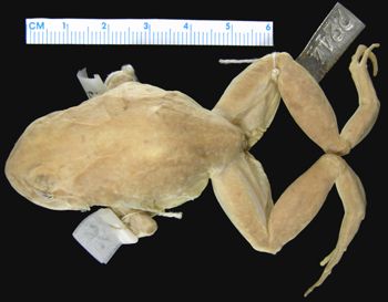 Media type: image; Herpetology A-2244
